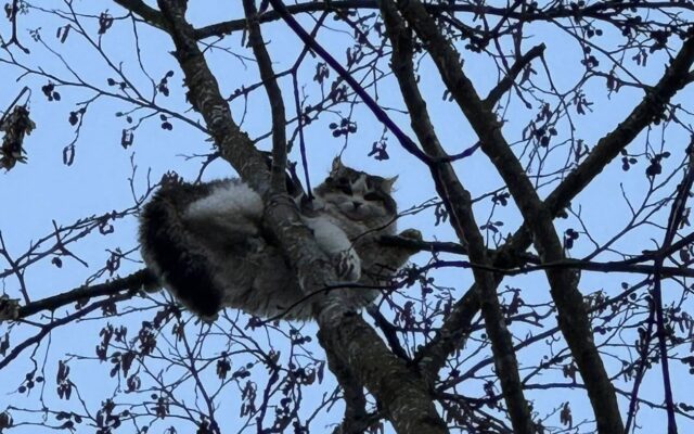 Katze nach zwei Tagen aus Baum gerettet!