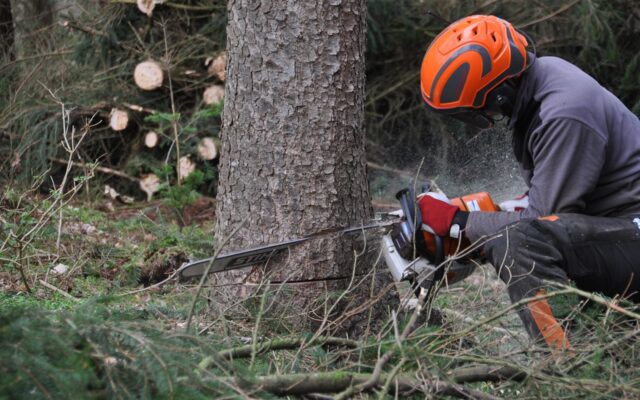 Forst­ar­bei­ter bei Baum­fäl­lung im Bären­tal ver­letzt