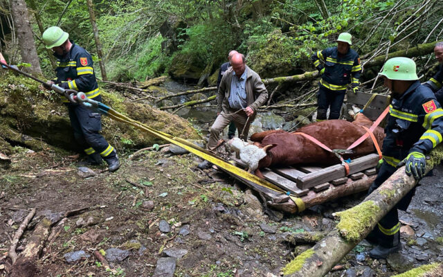 Kalb aus Bach geret­tet