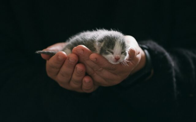 Kat­zen­ba­bys in Plas­tik­sack aus­ge­setzt