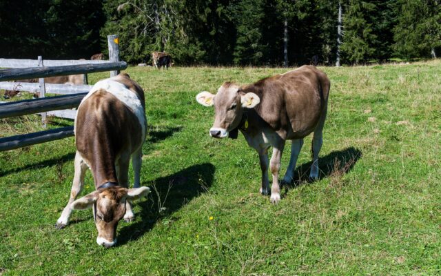 Tipps für siche­re Alm­wan­de­run­gen