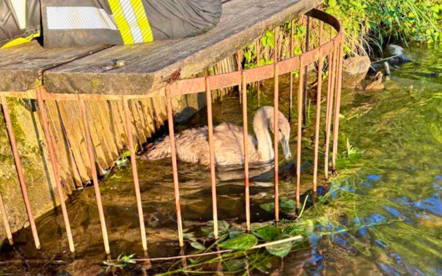 Klei­ner Schwan aus Git­ter geret­tet