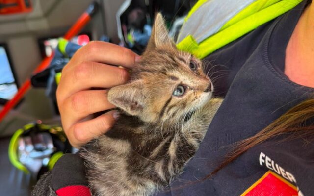Babykatze aus Motorraum befreit!