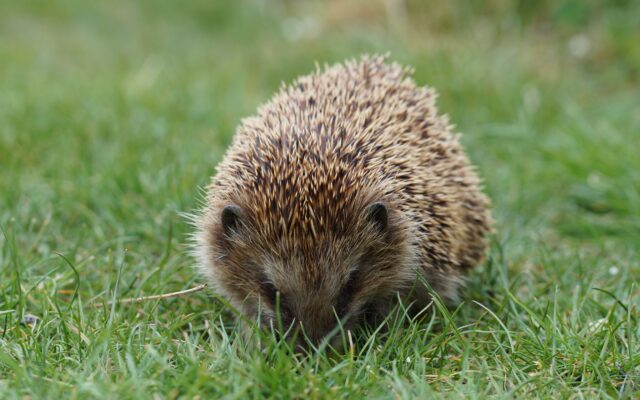 Mäh­ro­bo­ter kön­nen für Igel töd­lich sein