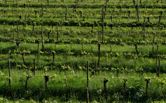 Wein­gut Lili­en­berg ist insol­vent