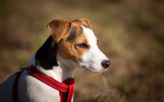 Hund atta­ckiert Ter­ri­er – Bub unter Schock