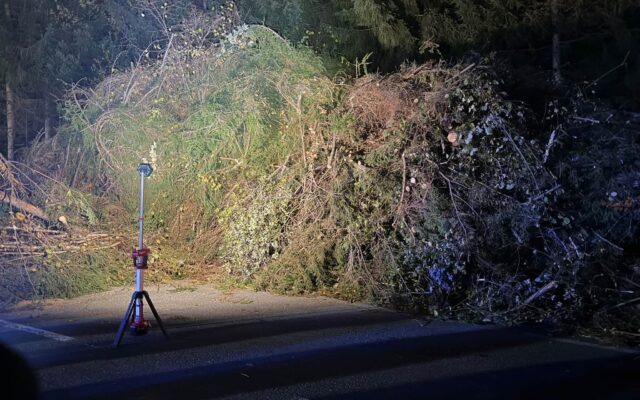 Umge­stürz­te Hecke sorgt für Feu­er­wehr­ein­satz