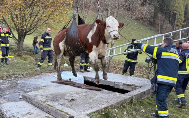 Kuh stürzt drei Meter tief in Wasserbehälter