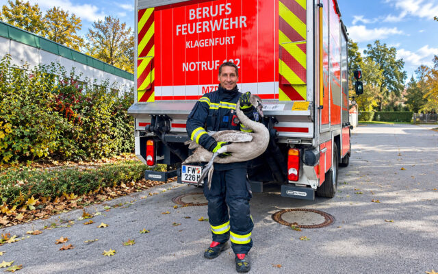 Schwan sorgte für tierischen Feuerwehreinsatz in Klagenfurt